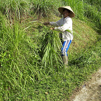 Photo de Bali - Jatiluwih